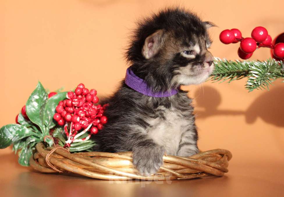 Кошки в Екатеринбурге: Котёнок мейн-кун Цезарь Мальчик, 70 000 руб. - фото 3