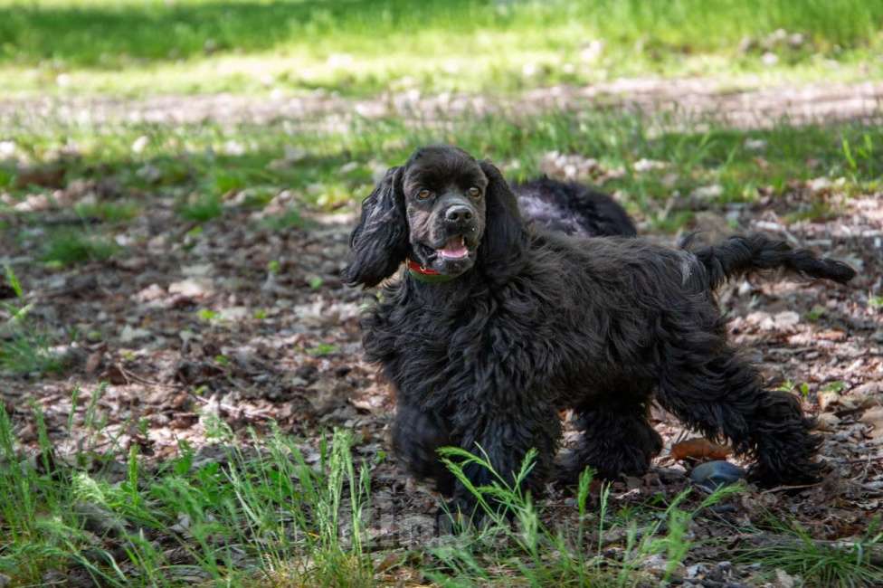 Собаки в Краснодаре: Щенки американского кокер спаниеля Мальчик, 60 000 руб. - фото 3