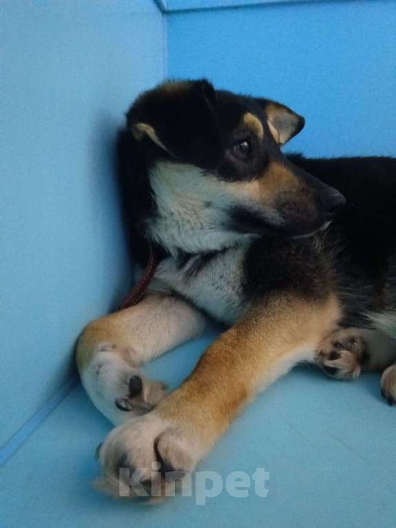 Собаки в Москве: Щенок-подросток под выпуск на улицу завтра Девочка, Бесплатно - фото 2