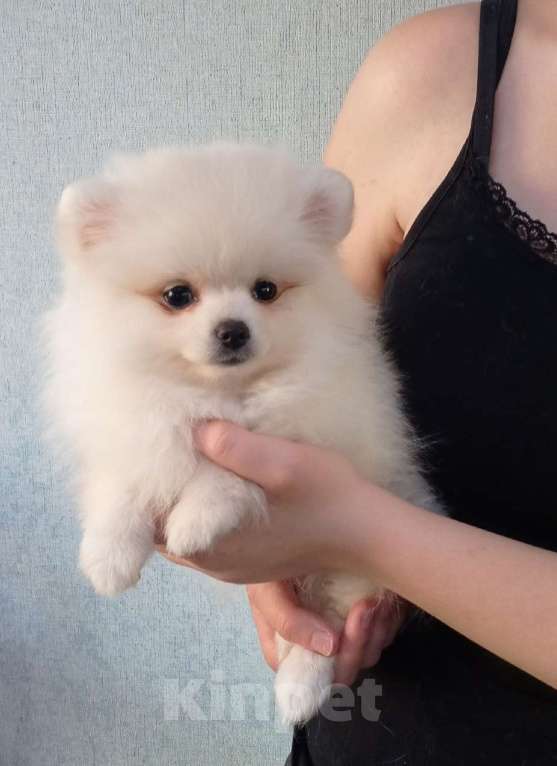 Собаки в Новосибирске: Шпиц Разнополые, Бесплатно - фото 1