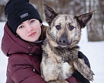 Собаки в Москве: Красивый, тигровый парень мечтает найти свою семью и дом! Мальчик, Бесплатно - фото 7