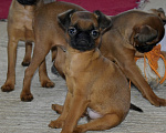 Собаки в Москве: Девочка Пти Брабансона Девочка, 80 000 руб. - фото 1