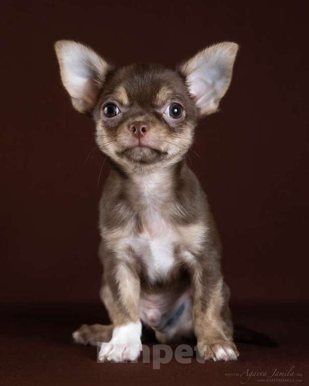 Собаки в Раменском: Алистер Мальчик, 40 000 руб. - фото 2