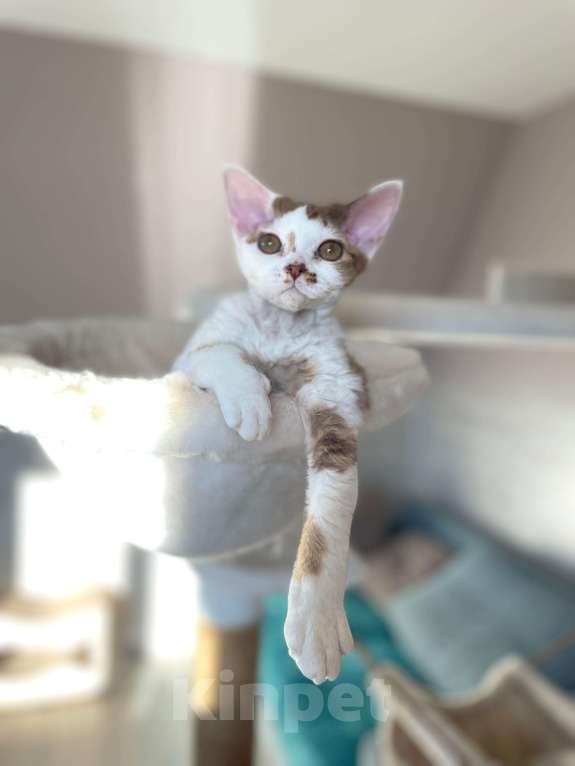Кошки в Новосибирске: Девон Рекс котята Девочка, 70 000 руб. - фото 2