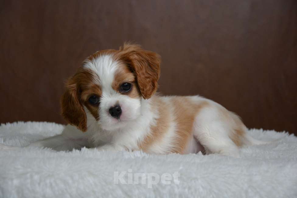 Собаки в Воронеже: Щенки Кавалер Кинг Чарльз Спаниель  Девочка, 65 000 руб. - фото 4