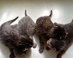 Кошки в Уфе: Котики родились 28.06 Мальчик, Бесплатно - фото 1