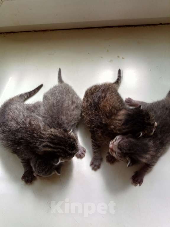Кошки в Уфе: Котики родились 28.06 Мальчик, Бесплатно - фото 1