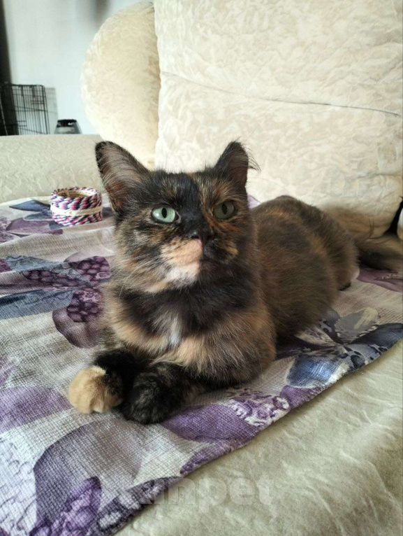 Кошки в Дмитрове: Черепашка Барабулька ищет дом. Девочка, Бесплатно - фото 8