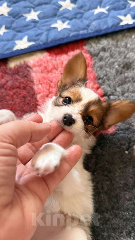 Собаки в Москве: Щенки папийона  от высокопородных родителей Разнополые, Бесплатно - фото 8