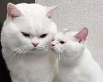 Кошки в Москве: Белый британский котенок 7 месяцев Мальчик, 35 000 руб. - фото 5