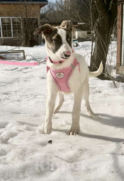 Собаки в Москве: Белый щенок с розовым носиком Девочка, Бесплатно - фото 2
