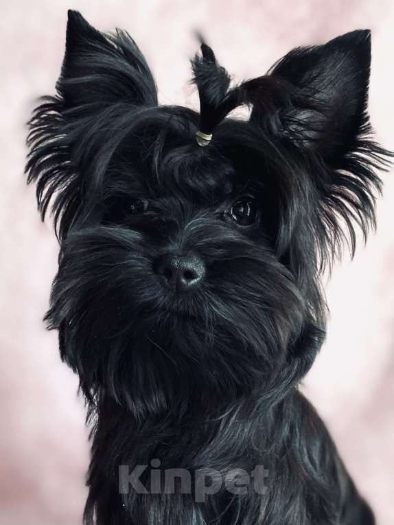 Собаки в Москве: Черный йорк щенки Мальчик, Бесплатно - фото 3