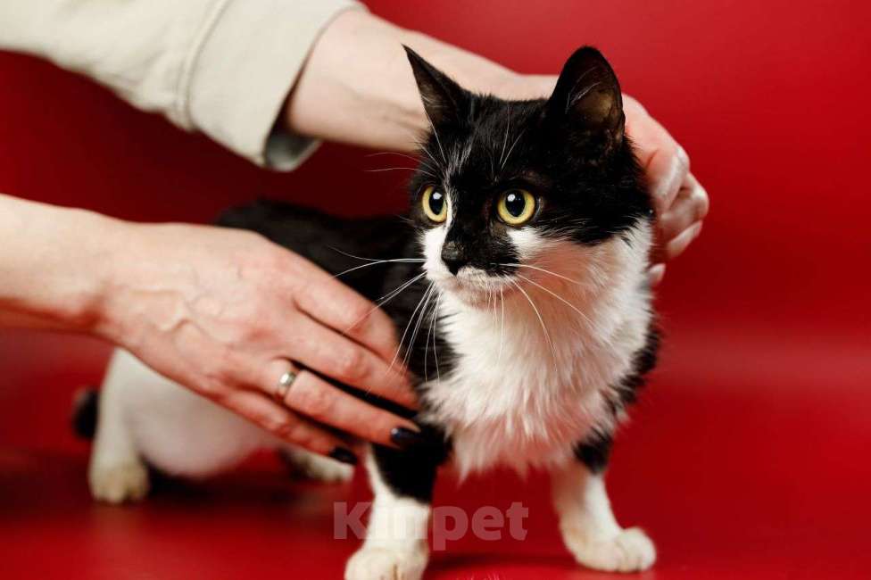 Кошки в Москве: Бетти, кошачий супергерой Девочка, Бесплатно - фото 1