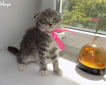 Кошки в Москве: Шотландский вислоухий короткошёрстный котёнок Девочка, 15 000 руб. - фото 2