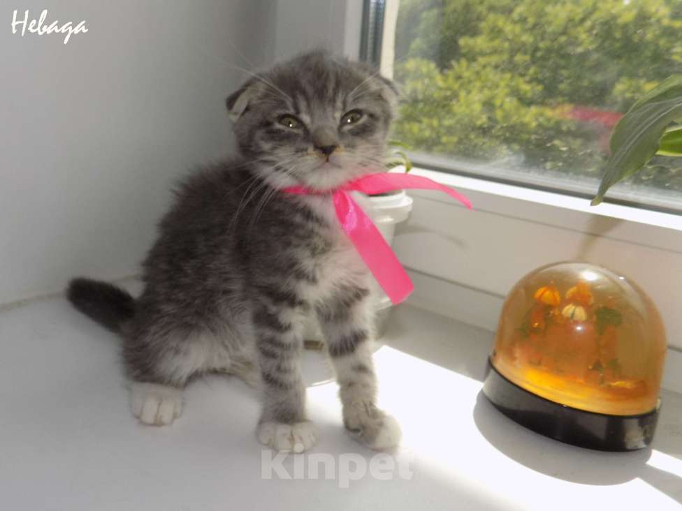 Кошки в Москве: Шотландский вислоухий короткошёрстный котёнок Девочка, 15 000 руб. - фото 2