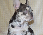 Собаки в Москве: Шоколадный мрамор Мальчик, 70 000 руб. - фото 2