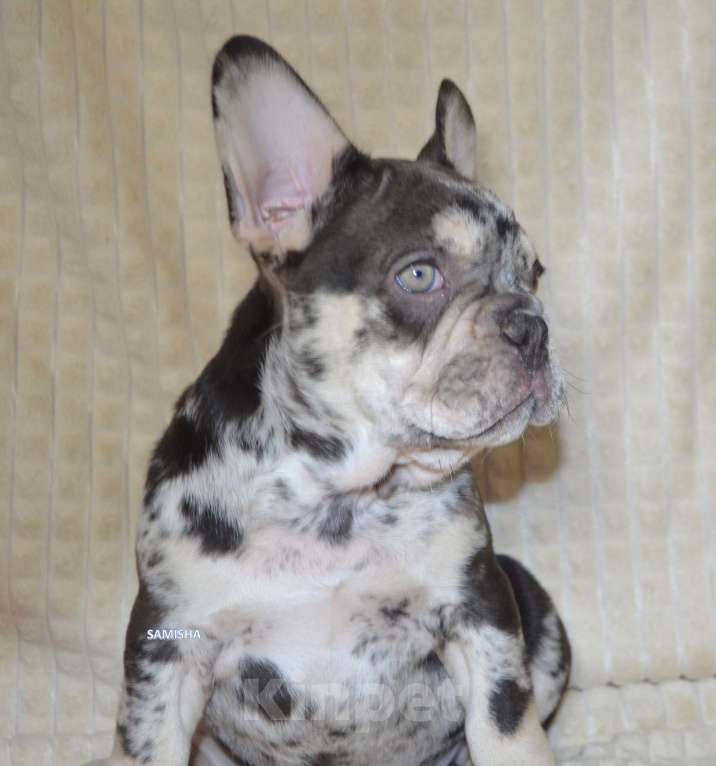 Собаки в Москве: Шоколадный мрамор Мальчик, 70 000 руб. - фото 2