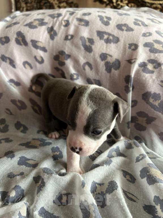 Собаки в Москве: Голубо-белая леди  Девочка, 60 000 руб. - фото 2