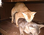 Кошки в Москве: Вязка с абиссинским котом интерчемпионом., 4 000 руб. - фото 5