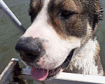 Собаки в Астрахани: Вязка, 10 000 руб. - фото 6