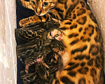 Кошки в Минеральном Воде: Бенгальские котята, 19 000 руб. - фото 2