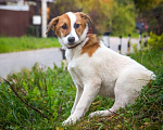Собаки в Москве: Бело-рыжий щенок Найда ищет дом Девочка, Бесплатно - фото 3