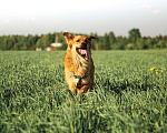 Собаки в Сергиеве Посаде: Солнечный Бучик ищет дом! Мальчик, Бесплатно - фото 2