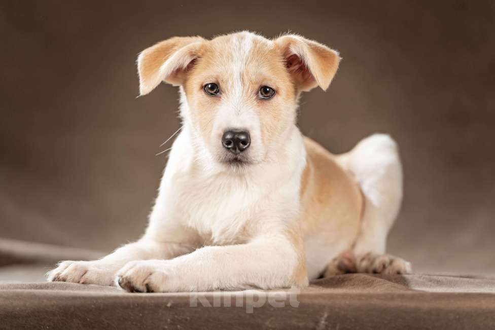 Собаки в Клине: Майло — весёлый озорник готов дарить вам улыбки Мальчик, Бесплатно - фото 8