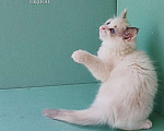 Кошки в Пензе: Котёнок девочка породы Рэгдолл - Beatrice Девочка, 65 000 руб. - фото 5