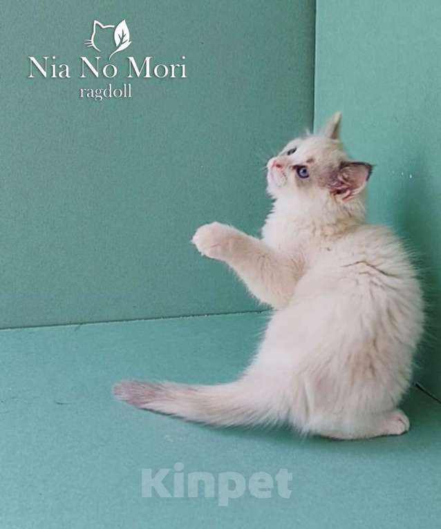 Кошки в Пензе: Котёнок девочка породы Рэгдолл - Beatrice Девочка, 65 000 руб. - фото 5