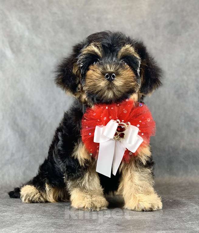 Собаки в Москве: Йоркипу мимишные малыши Девочка, 25 000 руб. - фото 3