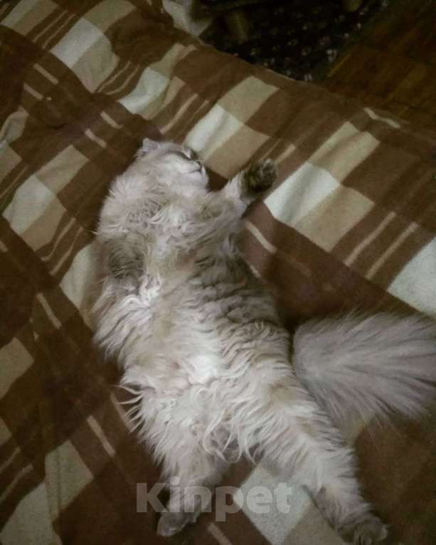 Кошки в Москве: Кот с характером в добрые руки Мальчик, Бесплатно - фото 2