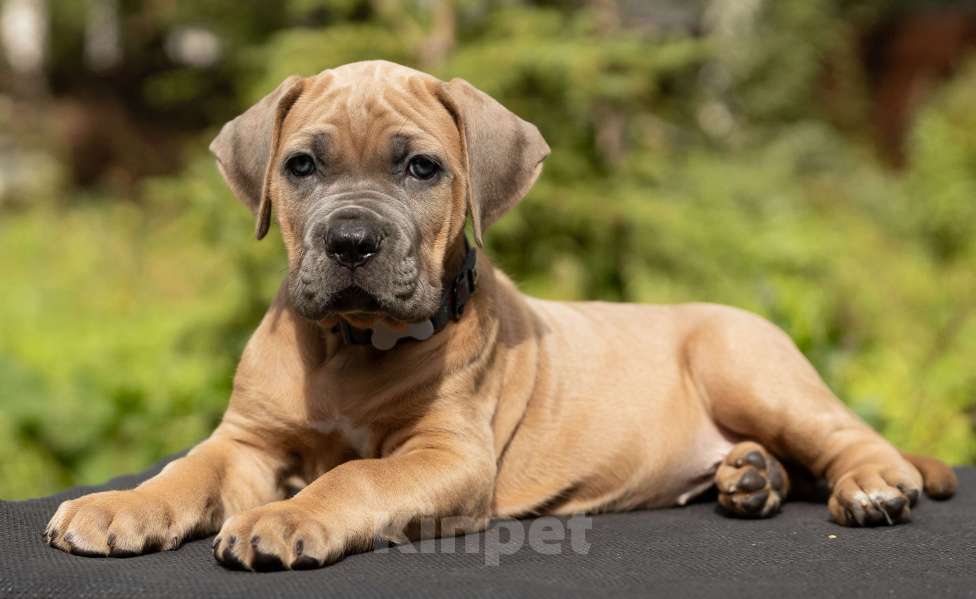 Собаки в других городах Свердловской области: Щенок Кане-корсо: девочка форментино  Девочка, 80 000 руб. - фото 4