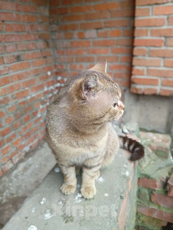 Кошки в Москве: Кот Мар ищет дом Мальчик, Бесплатно - фото 4