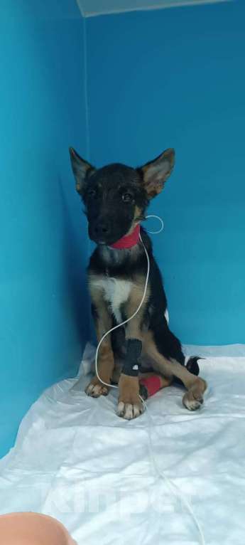 Собаки в Москве: Малышка Аврора  Девочка, 5 руб. - фото 5