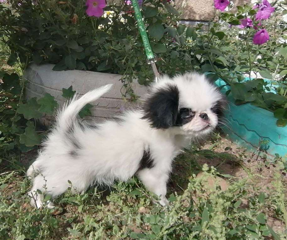 Собаки в Чите: Японский хин, маленький самурай Мальчик, 35 000 руб. - фото 4