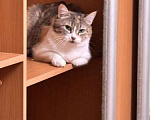 Кошки в Реутове: Буся срочно ищет дом Девочка, Бесплатно - фото 1