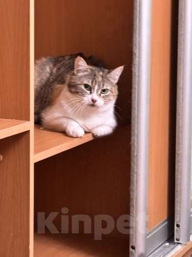 Кошки в Реутове: Буся срочно ищет дом Девочка, Бесплатно - фото 1