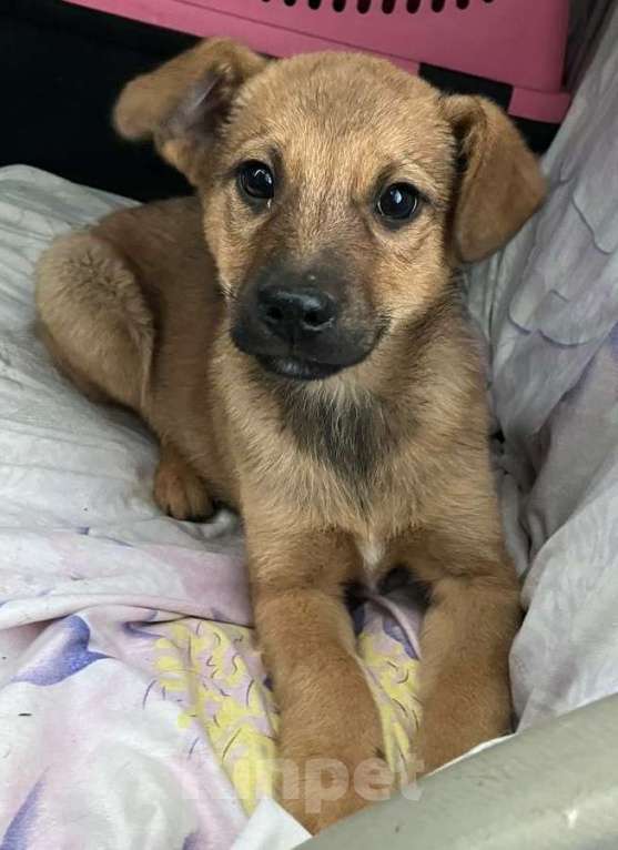 Собаки в Москве: Рыжий щенок Дэйл Мальчик, Бесплатно - фото 4