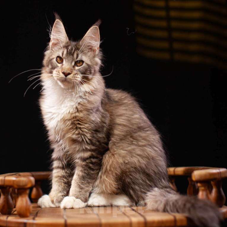 Кошки в Санкт-Петербурге: Два брата мейн куны Мальчик, 65 000 руб. - фото 3