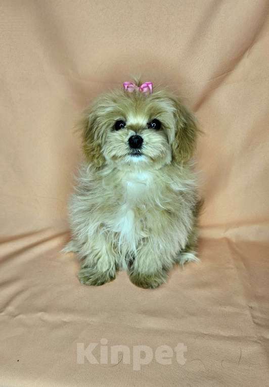 Собаки в Москве: Мальтипу девочка щенок Девочка, 80 000 руб. - фото 2