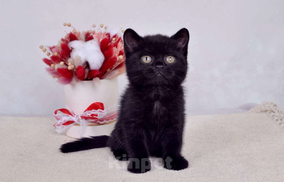 Кошки в Санкт-Петербурге: Черный британский котик-бегемотик Мальчик, 55 000 руб. - фото 6
