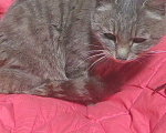 Кошки в Находке: Кошка Девочка, Бесплатно - фото 2