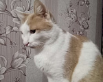 Кошки в Воронеже: Рыжий кот Мальчик, 10 руб. - фото 2
