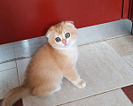 Кошки в Москве: Шотландские золотые котята Девочка, Бесплатно - фото 1