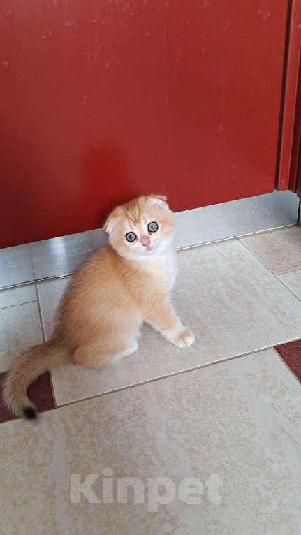 Кошки в Москве: Шотландские золотые котята Девочка, Бесплатно - фото 1