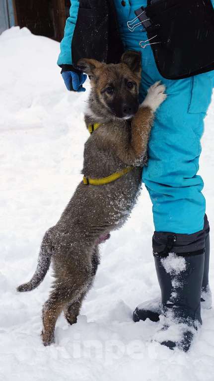 Собаки в Ногинске: Лайм - щенок в приюте Мальчик, Бесплатно - фото 5