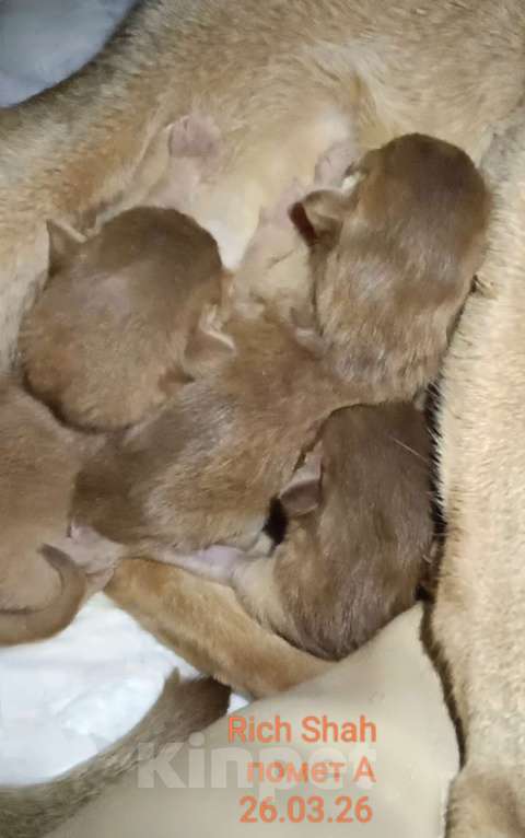 Кошки в Москве: Абиссинский котята соррель Разнополые, 165 000 руб. - фото 4