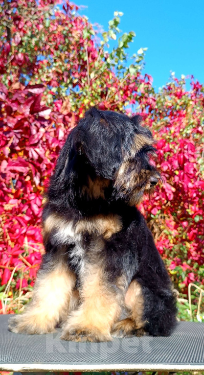 Собаки в Москве: Тибетский терьер щенок Мальчик, 75 000 руб. - фото 3