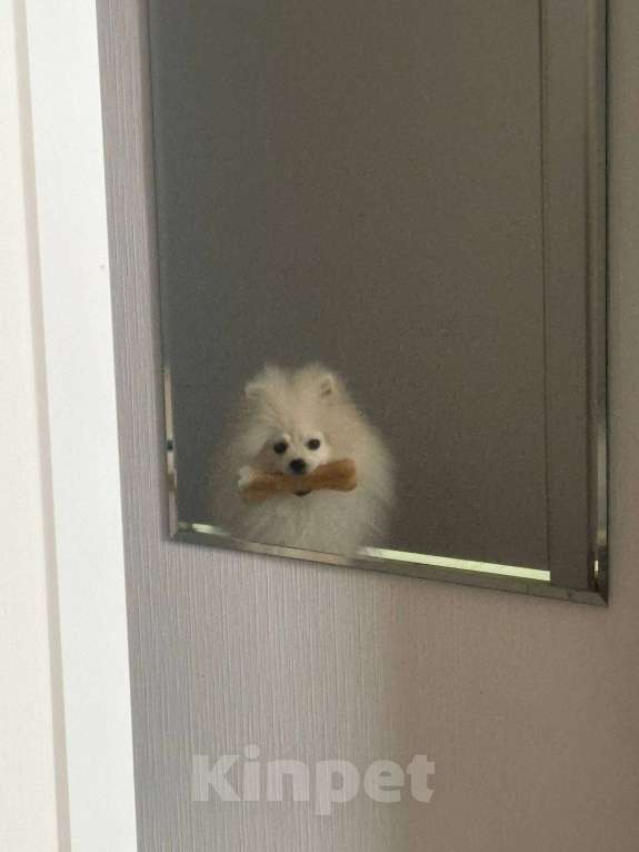 Собаки в Люберцах: Продам щенка померанского шпица Мальчик, 15 000 руб. - фото 2